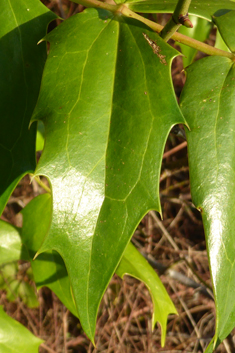 Hybrid Mahonia