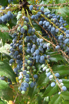 Hybrid Mahonia