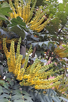 Hybrid Mahonia