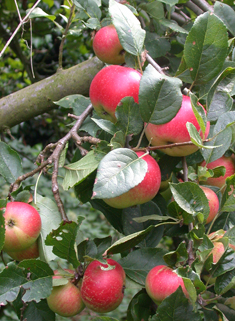 Cultivated Apple