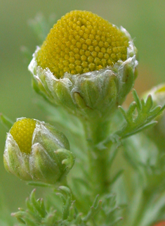 Pineappleweed