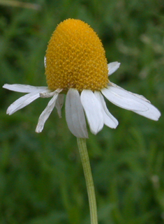Scented Mayweed