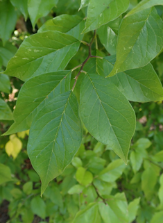 Osage-orange