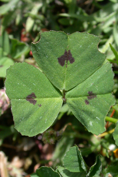 Spotted Medick