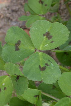 Spotted Medick