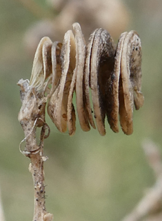 Common Lucerne