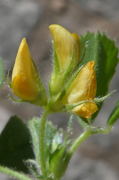 Strong-spined Medick