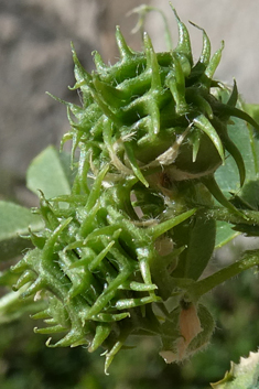 Strong-spined Medick