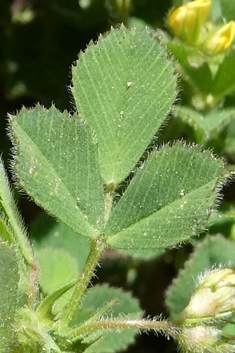 Strong-spined Medick