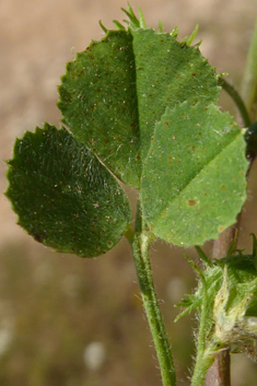 Strong-spined Medick