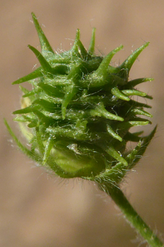 Strong-spined Medick