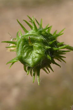 Strong-spined Medick