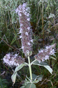 Horse Mint