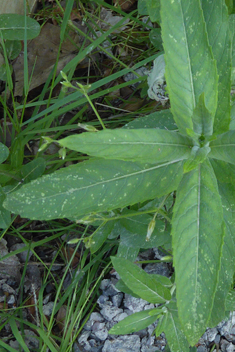 Horse Mint