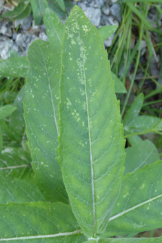 Horse Mint