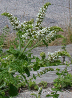 Round-leaved Mint