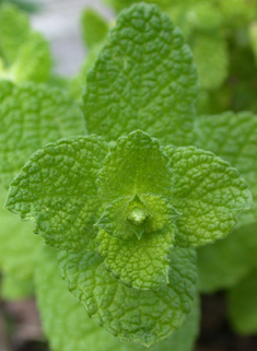 Round-leaved Mint