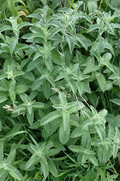 Sharp-toothed Mint
