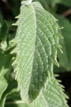 Sharp-toothed Mint