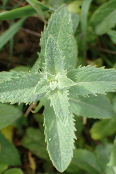 Sharp-toothed Mint