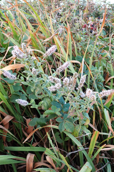 Sharp-toothed Mint