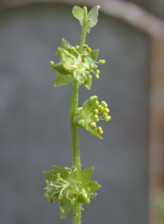 Dog's Mercury