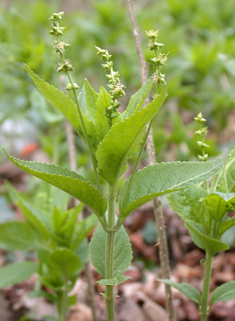 Dog's Mercury