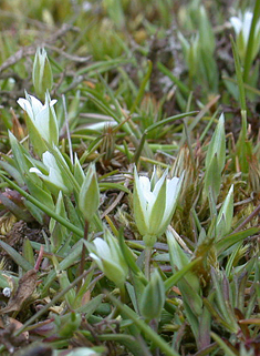Common Upright Chickweed