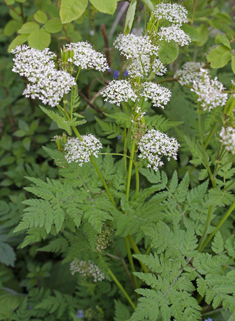 Sweet Cicely