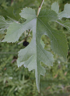 White Mulberry