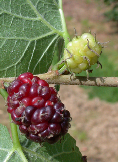 Black Mulberry