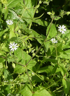 Water Chickweed