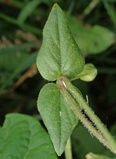 Water Chickweed