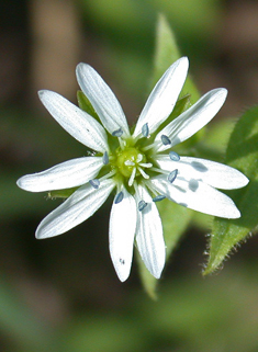 Water Chickweed