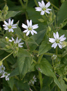 Water Chickweed