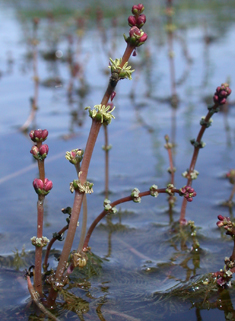 Spiked Water-milfoil