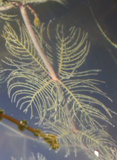 Spiked Water-milfoil