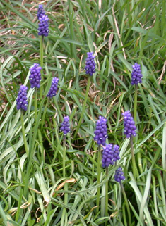 Armenian Grape-hyacinth