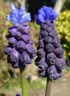 Broad-leaved Grape-hyacinth