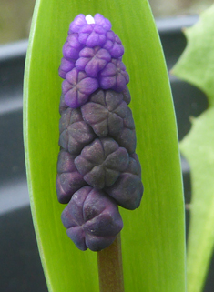 Broad-leaved Grape-hyacinth