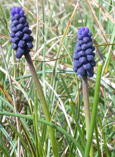 Common Grape-hyacinth