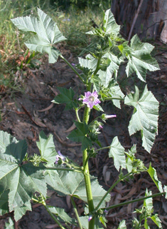 Smaller Tree Mallow