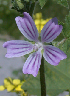 Smaller Tree Mallow