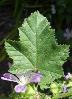 Smaller Tree Mallow