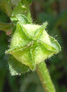 Smaller Tree Mallow