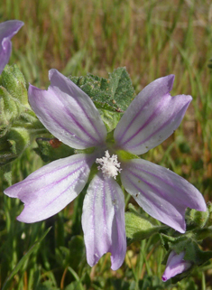 Smaller Tree Mallow