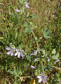 Smaller Tree Mallow