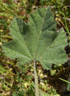 Smaller Tree Mallow