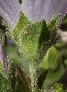 Smaller Tree Mallow