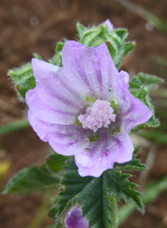 French Mallow